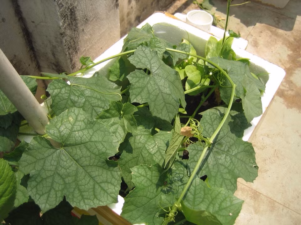 Mướp là loại cây dây leo dễ trồng, được nhiều gia đình chọn trồng trong thùng xốp trên ban công hay sân thượng. Ảnh: Tainguyenviet.