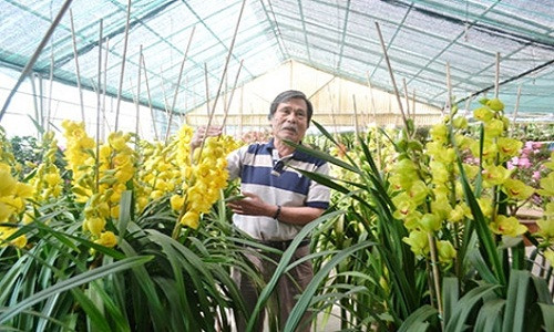 Tại vườn địa lan Anh Quỳnh, đắt nhất là địa lan vàng Newzeland với 800.000 đồng/cành, tiếp đó là địa lan vàng SJC 600.000 đồng/cành...Ảnh: Cand.