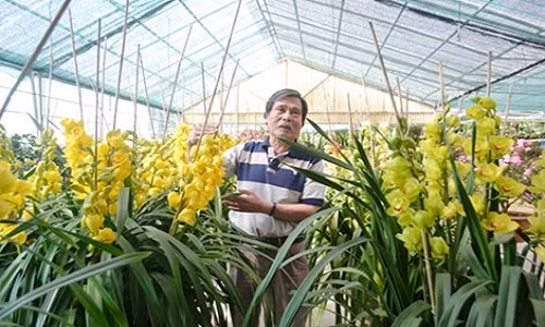 Tại vườn địa lan Anh Quỳnh, đắt nhất là địa lan vàng Newzeland với 800.000 đồng/cành, tiếp đó là địa lan vàng SJC 600.000 đồng/cành...Ảnh: Cand.