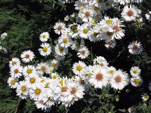 Thạch thảo có hoa kết thành chùm rất sai, nhiều màu sắc. Cây ra hoa liên tục quanh năm nhưng nhiều nhất là cuối thu. Ảnh: Hoadepviet.