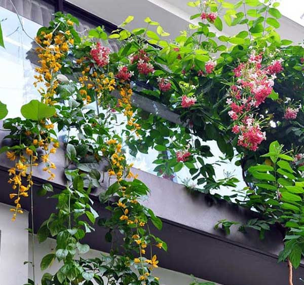 Vì thế lan hoàng dương thường được trồng trong các chậu treo hoặc trên ban công. Hoa lâu tàn, kéo dài liên tục đến từ mùa thu đến mùa xuân năm sau. Ảnh: Hoadepviet.