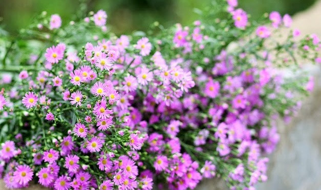 Hoa thạch thảo tượng trưng cho vẻ đẹp nữ tính, thanh tú, mềm mại khi hoa nở vào cuối thu – thời điểm hầu hết các loại hoa khác đã úa tàn. Ảnh: Caycanhhanoi.