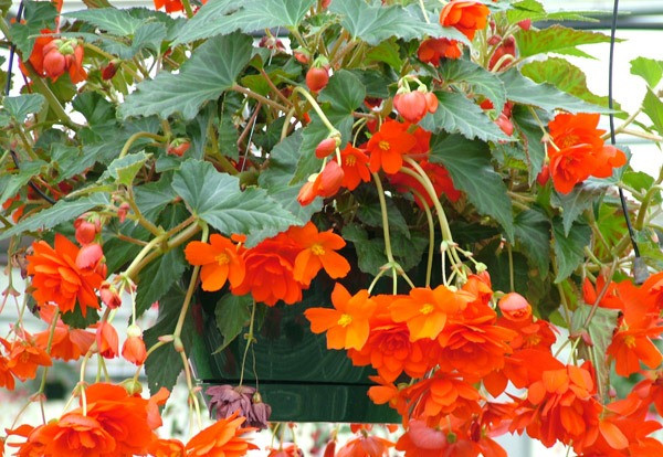 Là loài cây thân rủ, thu hải đường có thể gieo hạt trong chậu treo bên lan can. Ảnh: Hoasaigon.