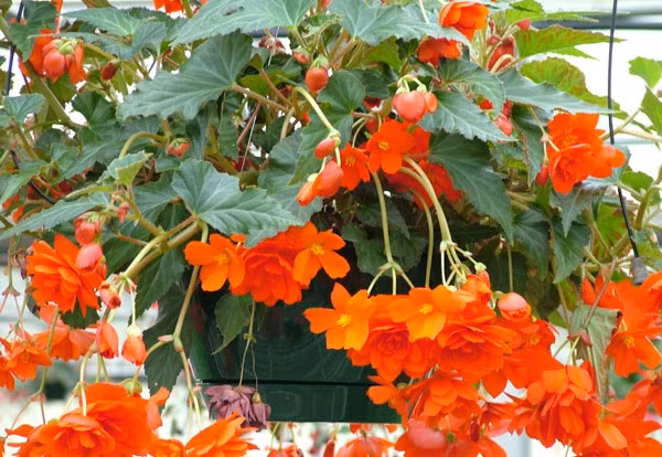 Là loài cây thân rủ, thu hải đường có thể gieo hạt trong chậu treo bên lan can. Ảnh: Hoasaigon.