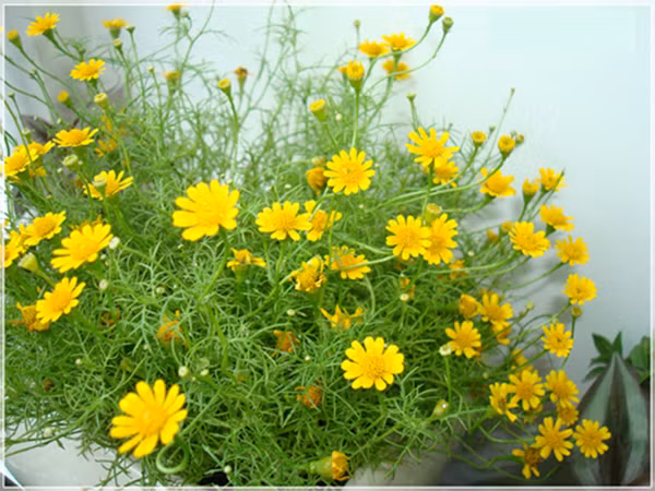 Mặc dù hoa cúc vàng có thể nở quanh năm (do chăm sóc) song nó lại được coi là một loài hoa đặc trưng của mùa thu. Ảnh: Hoala.