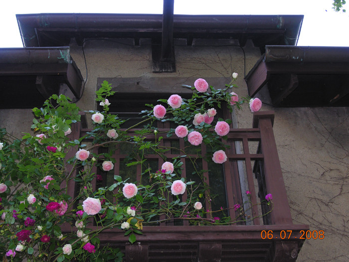 Hoa hồng có thể trồng tất cả các thời điểm trong năm. Tuy nhiên, tiết trời se lạnh đặc trưng của mùa thu lại thích hợp với những giống hồng lai hoặc hồng nhập ngoại. Ảnh: Vuonhongvanloan.