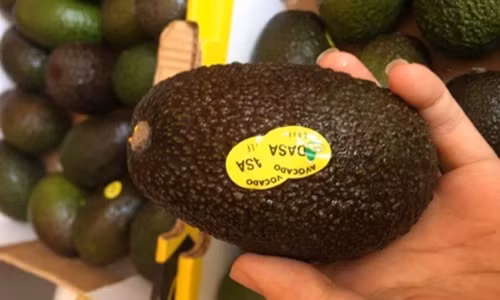 Giong bo Chile sieu dat do hut nha giau Viet co gi la?