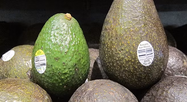 Theo một số cửa hàng trái cây nhập khẩu, bơ nhập khẩu nói chung và bơ Chile nói riêng được ưa chuộng bởi thường được tuyển chọn, quả nào cũng đều. Ảnh: Traicayngon.