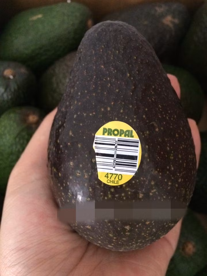 Nếu như bơ sáp trong nước có giá 40.000 - 50.000 đồng/kg thì bơ Chile được bán từ 270.000 - 350.000 đồng/kg. Ảnh: Fru.shimi.