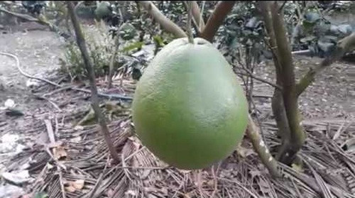 Một tháng sau, bỏ bạt nhựa, người dân phải kỳ công rửa cành, tưới nước và bón phân. Ảnh: Youtube.