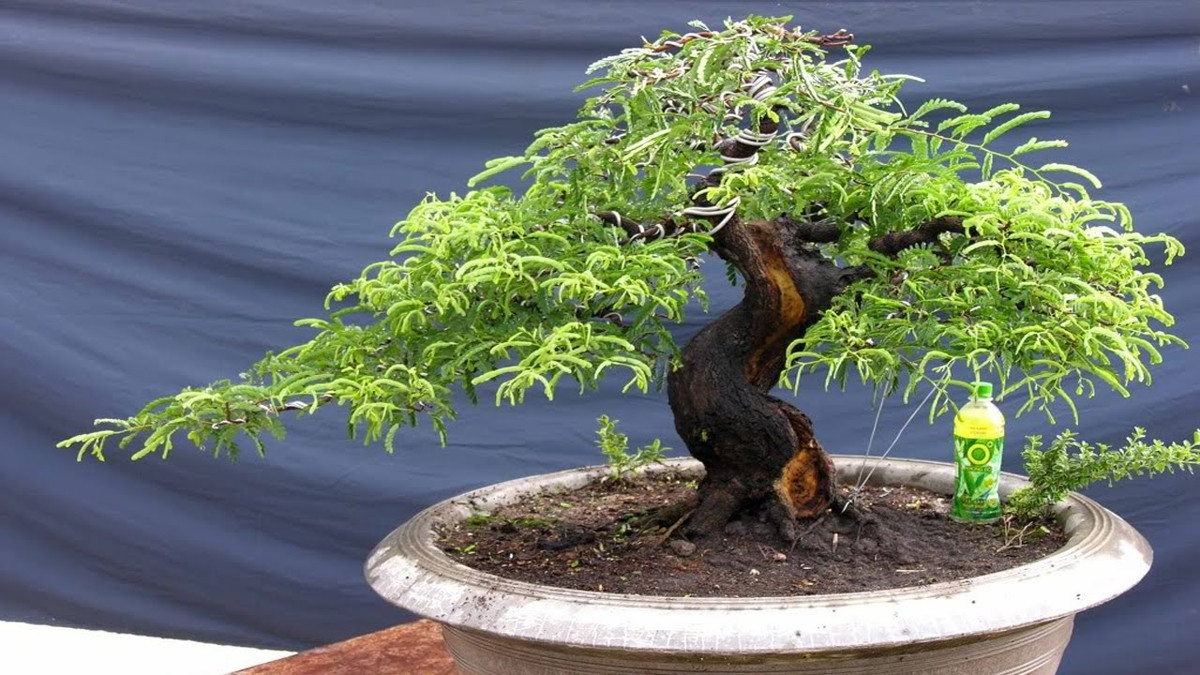 Có thể tạo nhiều dáng thế đẹp nên me bonsai được giới chơi cây cảnh đặc biệt yêu thích. Ảnh: Youtube.