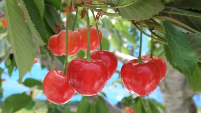 Khi trái cherry bắt đầu chín, người trồng sẽ lấy những lá xung quanh để cho quả tiếp xúc nhiều với ánh sáng mặt trời hơn. Ảnh: Obuse-ya.