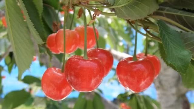 Khi trái cherry bắt đầu chín, người trồng sẽ lấy những lá xung quanh để cho quả tiếp xúc nhiều với ánh sáng mặt trời hơn. Ảnh: Obuse-ya.