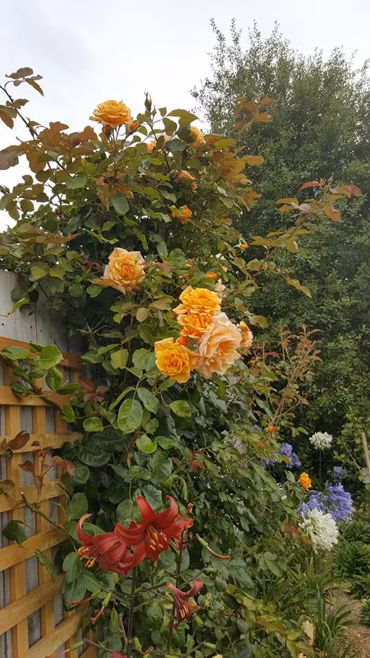 Giàn hoa hồng leo bung sắc. Ảnh: FB Luyến Morrison.