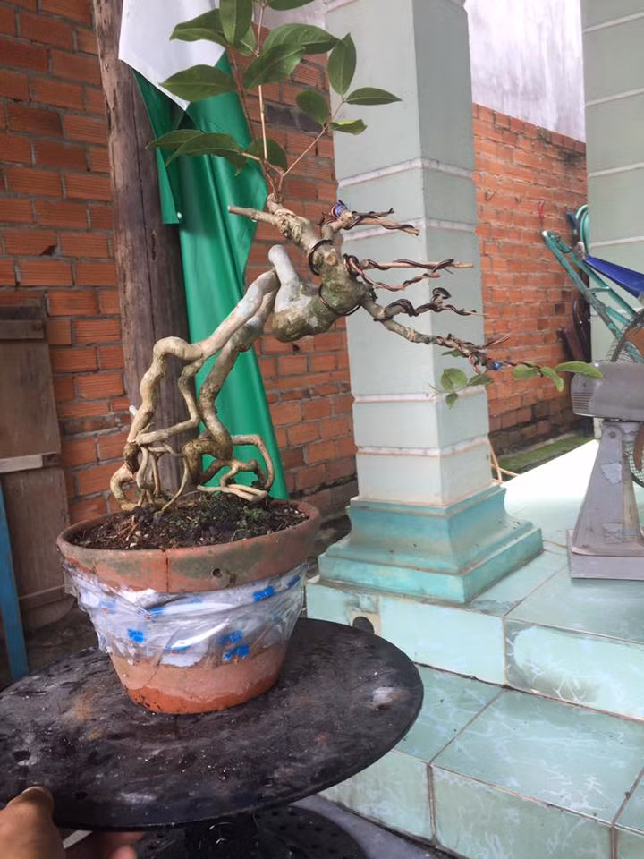 Bằng lăng với bộ rễ kỳ quái, lạ mắt. Ảnh: FB Nguyễn Minh Thiện.