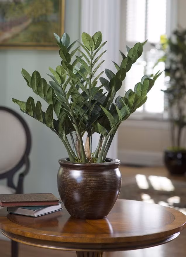 Cây kim tiền cho lá xanh tốt quanh năm, thích hợp trồng trong nhà và chỉ cần tưới một lần/tuần. Ảnh: Internet.