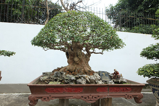 Cây bằng lăng hình nấm có tuổi đời hàng trăm năm thuộc sở hữu của một đại gia ở Phú Thọ. Ảnh: Dân Việt.