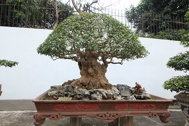 Cây bằng lăng hình nấm có tuổi đời hàng trăm năm thuộc sở hữu của một đại gia ở Phú Thọ. Ảnh: Dân Việt.