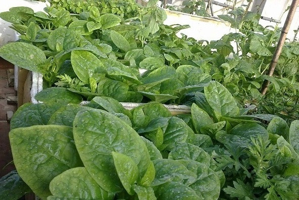 Với thời tiết miền Bắc, thời gian thích hợp nhất để trồng rau mùng tơi là từ tháng 3 đến tháng 5. Chỉ cần tưới thường xuyên là mùng tơi có thể thu hoạch sau 12-15 ngày. Ảnh: Em đẹp.