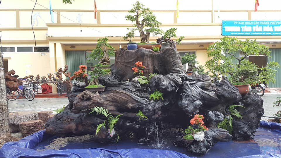 Tác phẩm lũa gỗ sao "khủng" khiến nhiều vị khách trầm trồ. Ảnh: FB Bonsai Nabilong.