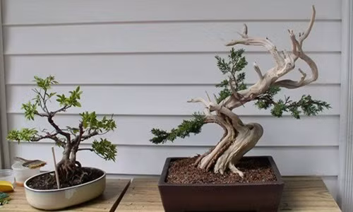 Chậu bonsai cây cùng ghép trên gốc lũa. Ảnh: Caycanhvietnam.