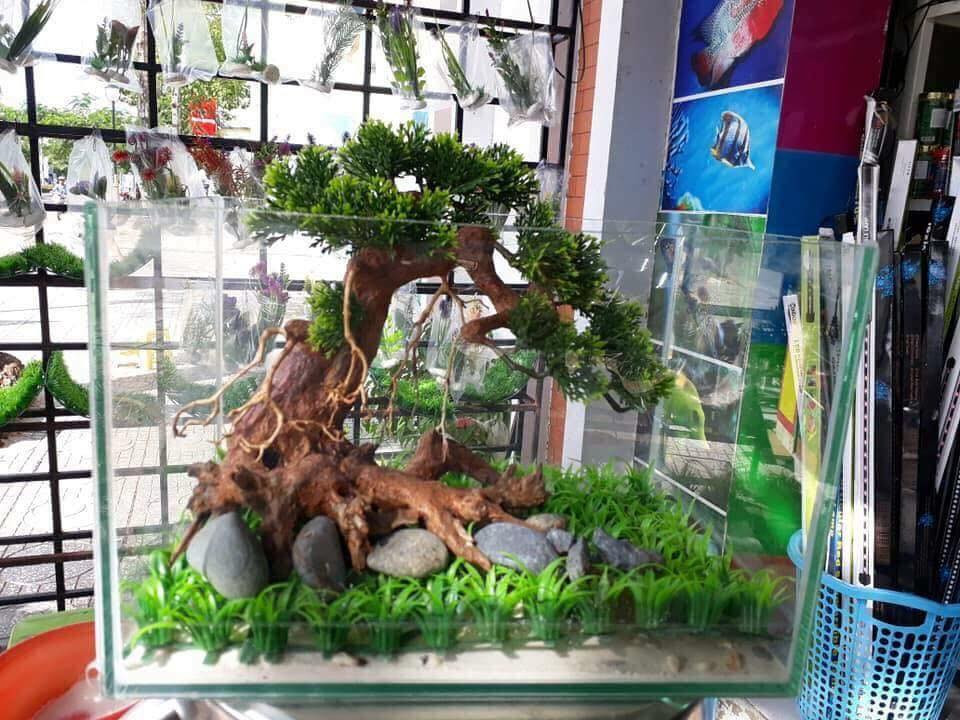 Bonsai gỗ lũa trang trí bể cá cảnh đẹp mê mẩn. Ảnh: FB Cá Cảnh Phương.