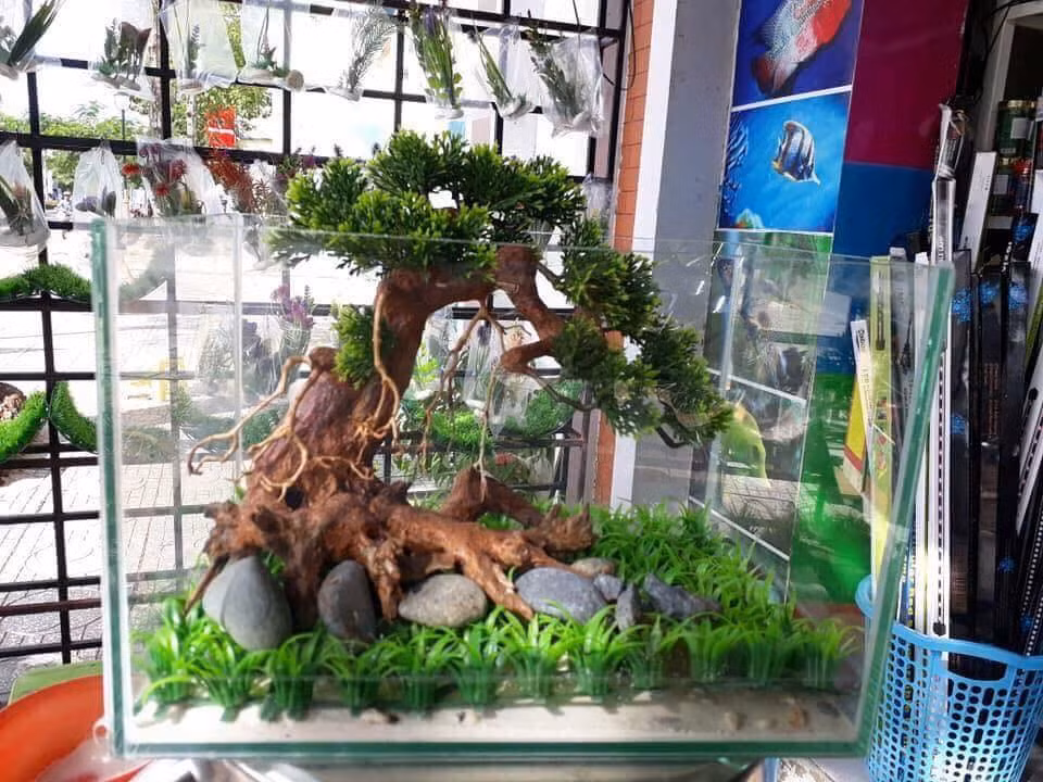 Bonsai gỗ lũa trang trí bể cá cảnh đẹp mê mẩn. Ảnh: FB Cá Cảnh Phương.