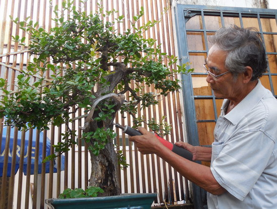 Lũa bonsai được chia làm 2 loại lũa rin và lũa ghép. Lũa ghép là ghép một hay nhiều phần lũa rời vào một cây khác. Ảnh: Baobinhdinh.