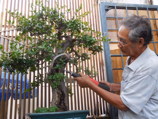 Lũa bonsai được chia làm 2 loại lũa rin và lũa ghép. Lũa ghép là ghép một hay nhiều phần lũa rời vào một cây khác. Ảnh: Baobinhdinh.