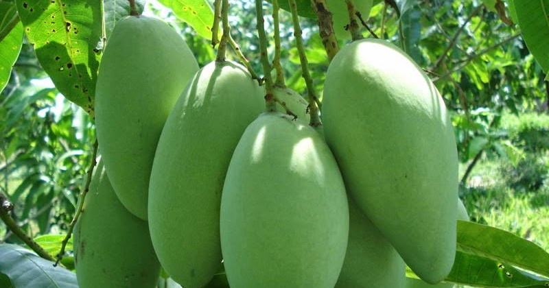 Dù đất trồng khô cằn, nắng nóng nhưng xoài cát trồng ở đây quả vẫn to và ngọt. Ảnh: Nhanongxanh.