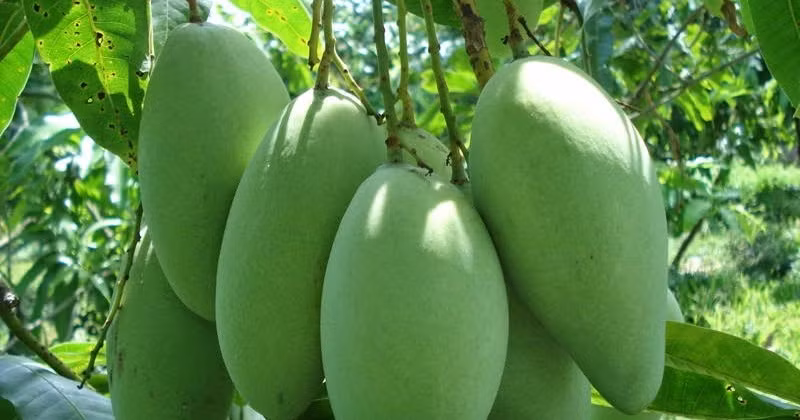 Dù đất trồng khô cằn, nắng nóng nhưng xoài cát trồng ở đây quả vẫn to và ngọt. Ảnh: Nhanongxanh.