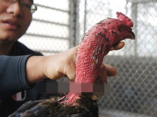 Thức ăn cho gà chọi bao gồm thóc tươi, thịt bò, lươn, thằn lằn, rau xanh và hoa quả. Ảnh: Vietnamplus.