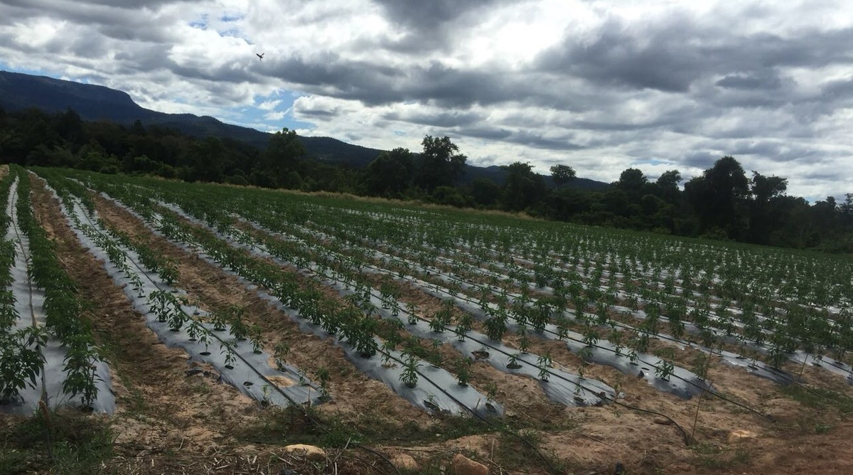 HAGL Agrico cũng đặt mục tiêu đưa ớt trở thành 1 trong 4 cây trồng “nghìn tỷ” với doanh thu năm 2018 dự kiến đạt 1.083 tỷ đồng. Nguồn ảnh: HAGL Agrico.