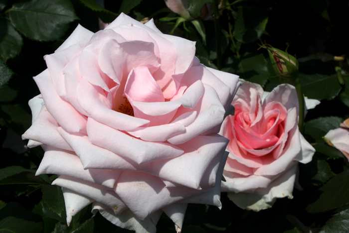 Hoa hồng Audrey Hepburn thuộc giống hybrid tea, màu hồng nhạt. Ảnh: Botany Boy.