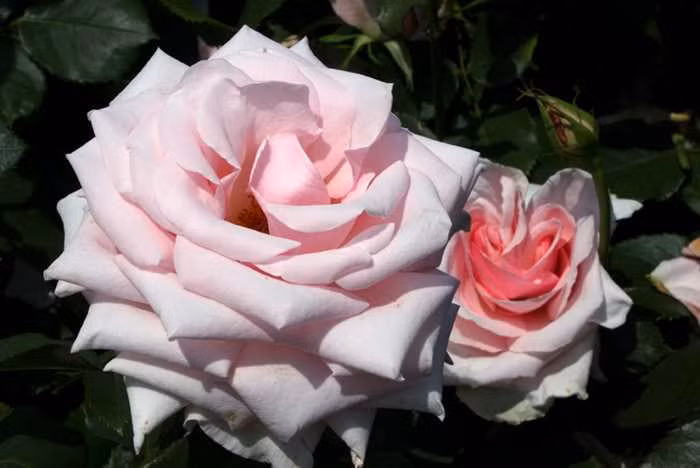 Hoa hồng Audrey Hepburn thuộc giống hybrid tea, màu hồng nhạt. Ảnh: Botany Boy.