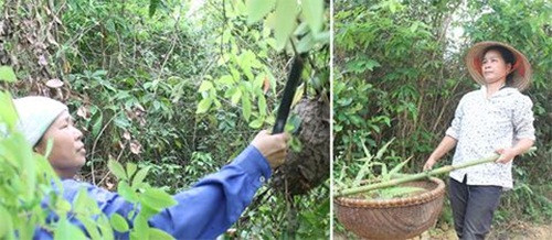 Tháng 3, tháng 4 hàng năm là mùa đi săn trứng kiến ở các tỉnh miền núi phía Bắc cũng như đồng bào miền Tây xứ Nghệ. Ảnh: Anninhthudo.