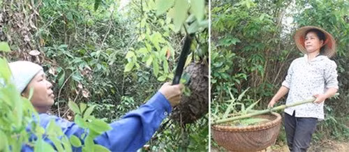 Tháng 3, tháng 4 hàng năm là mùa đi săn trứng kiến ở các tỉnh miền núi phía Bắc cũng như đồng bào miền Tây xứ Nghệ. Ảnh: Anninhthudo.