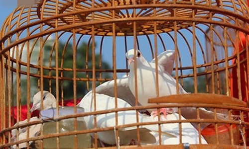 Chợ bán đủ loại chim cảnh như chim khuyên, sáo, khướu, yểng, họa mi, gà tre…Ảnh: VOV.