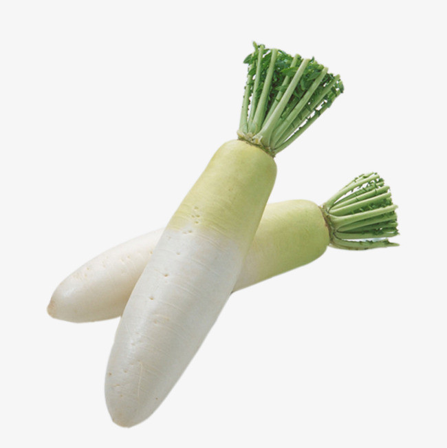 Một đặc điểm dễ nhận thấy nữa là củ cải Trung Quốc không có cuống lá và tua rễ. Ảnh: Pngtree.