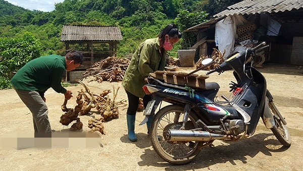 Thương lái lùng mua gắt gao nên người dân ồ ạt vào rừng khai thác gốc và thân cây đem về bán. Ảnh: Dân Việt.