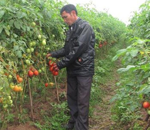 So với cây cà chua thông thường, cà chua ghép có nhiều ưu điểm như: ít dịch bệnh, khả năng chống chịu tốt, đặc biệt, không phải thụ hoa, cho nhiều quả và tự chín trên cây. Ảnh: Husta.