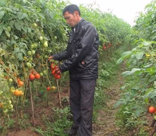 So với cây cà chua thông thường, cà chua ghép có nhiều ưu điểm như: ít dịch bệnh, khả năng chống chịu tốt, đặc biệt, không phải thụ hoa, cho nhiều quả và tự chín trên cây. Ảnh: Husta.