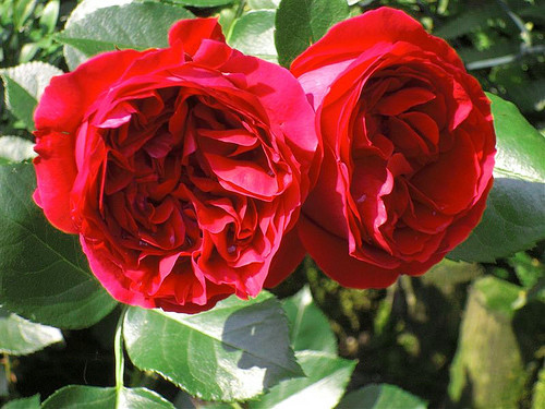 Hoa hồng leo Red Eden là giống hồng hiện đại được lai tạo năm 2002 tại Pháp. Đây là giống hoa hồng leo khỏe cành mềm mại uốn cong và đạt chiều cao khoảng 2.45 mét. Ảnh: Hongleocolong.