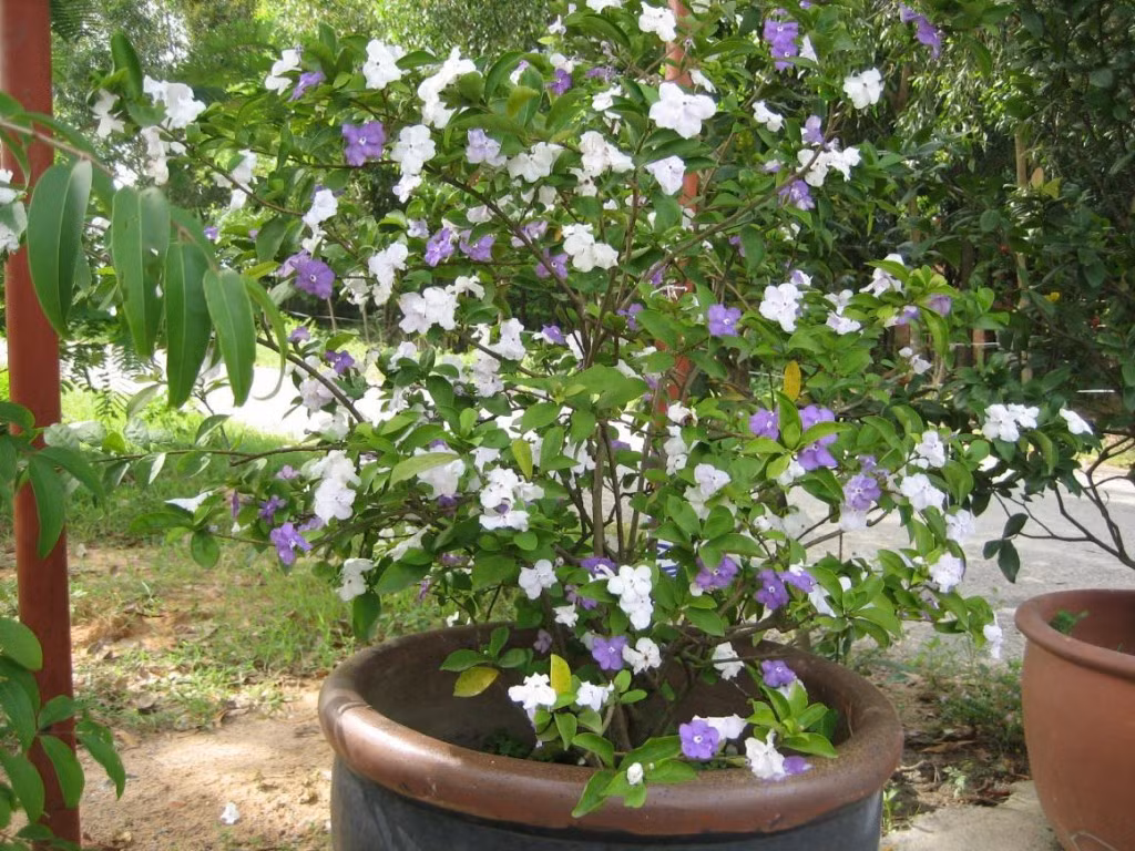 Thuộc giống cây thân gỗ nhưng gốc hoa nhài Nhật thấp, vươn lên nhiều nhánh, thẳng và dài. Ảnh: Mom.