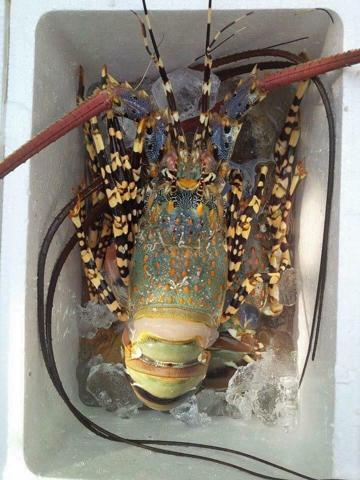 Tôm hùm baby là đặc sản được đánh bắt tại đảo Bình Ba (Nha Trang). Ảnh: FB Kieu My.