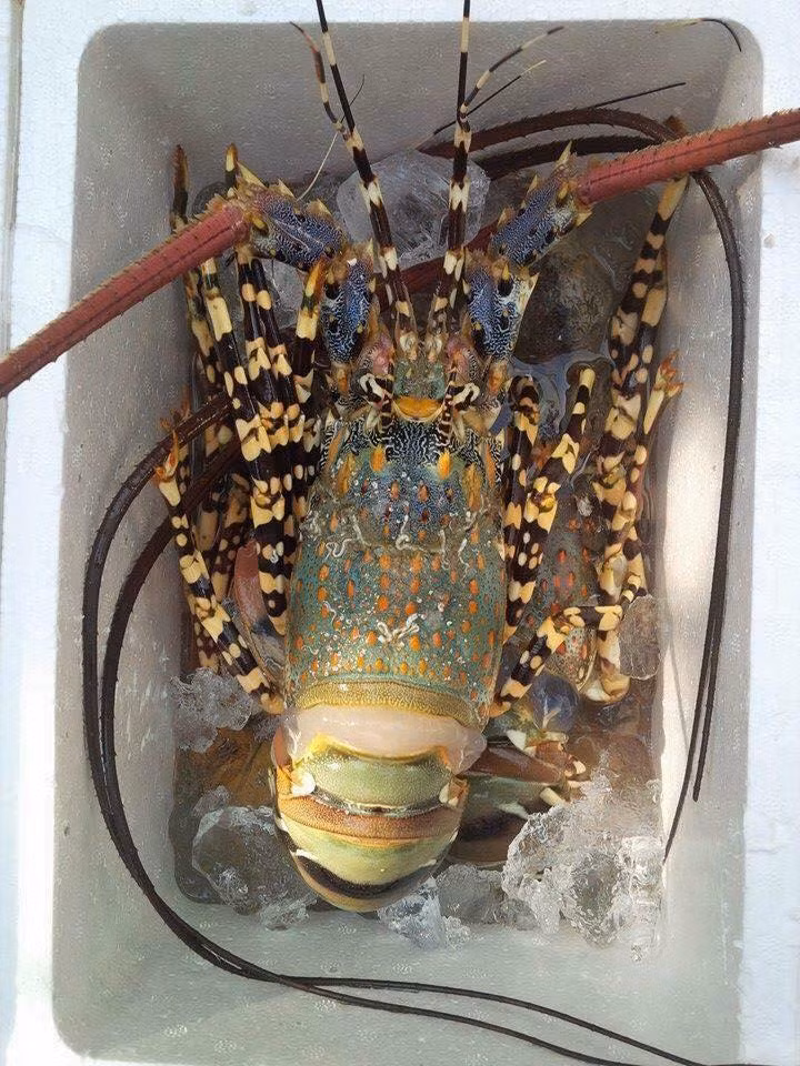 Tôm hùm baby là đặc sản được đánh bắt tại đảo Bình Ba (Nha Trang). Ảnh: FB Kieu My.