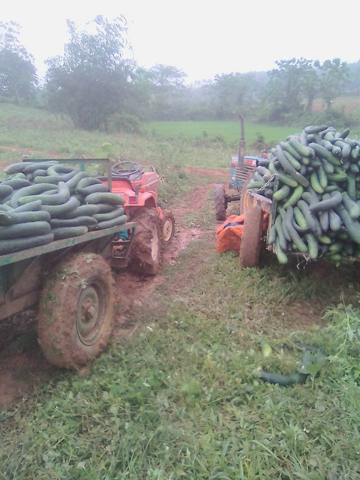 Hàng tấn bí xanh chất đống không người mua khiến người dân đứng ngồi không yên. Ảnh: FB Nam Nguyen Cong.