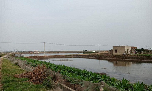 Cánh đồng nuôi trồng thủy sản của xã Hoằng Phong từng bị nhấn chìm trong trận bão lụt vừa qua