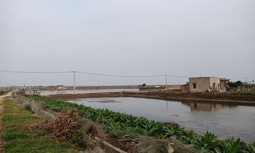 Cánh đồng nuôi trồng thủy sản của xã Hoằng Phong từng bị nhấn chìm trong trận bão lụt vừa qua