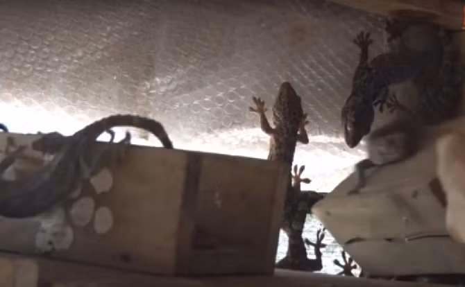 Ngoài ra, trang trại của chị còn có tắc kè, bọ cạp, bọ xít... Ảnh: Laodongtv.